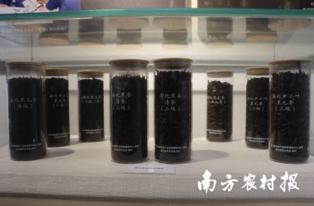 安化黑茶样品展示。