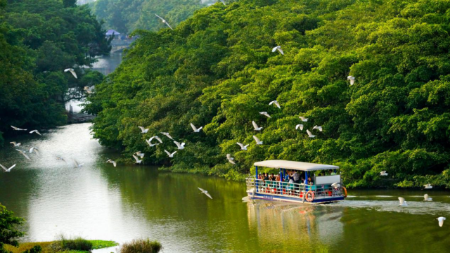 “人来鸟不惊”——如画般的人鸟和谐共生景象。阮国志 摄