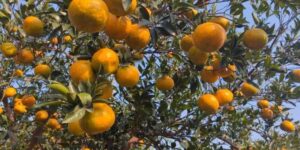 新会大红柑迎来丰收采摘旺季。