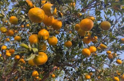 新会大红柑迎来丰收采摘旺季。