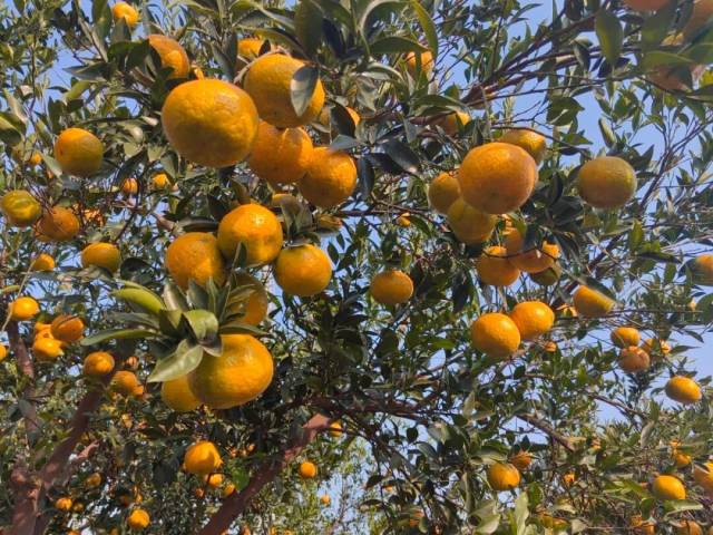 新会大红柑迎来丰收采摘旺季。